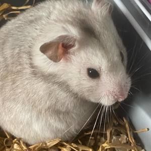 Meet your Posher, Camille